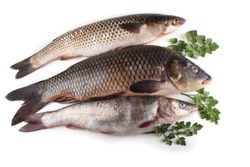 Amur carp, rudd and redlip mullet. Sea and river fishes