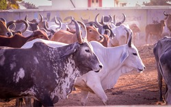 cattle herd in the corral,indian cow group in yard,indian cows in Cow Farm,farming and animal husbandry concept,milk production and dairy products,