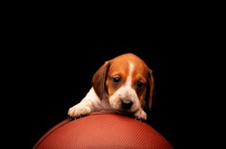 image of dog basketball dark background 