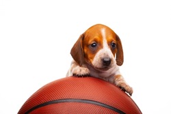 image of dog basketball white background 