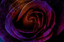 Abstract textured background of colorful rose close up in dark purple and pink colors with cracks and rust effect