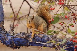 Fox squirrel (Sciurus niger) sitting on tree branch with cortex blue colored. Urban wildlife from city park. Also know as eastern or Bryant's fox squirrel. Habitat North America. Denver, Colorado.