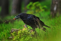 Raven in dark green forest. Young common raven, Corvus corax, also known as northern raven. Black bird looking for food in rotten stump. Feeding behaviour scene from nature. Bird wildlife in Europe