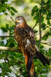 Red kite, Milvus milvus, perched on branch covered by green leaves. Endangered bird of prey with red feather. Cute bird with beautiful eyes and feather. Wildlife scene. Habitat Europe, Africa.