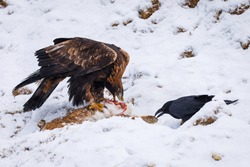 Hunter with caught prey. Golden eagle, Aquila chrysaetos, tears killed hare. Raven, Corvus corax, tries to steal eagle's prey. Birds in snowy mountains. Wild nature. Hungry predators. Winter wildlife.