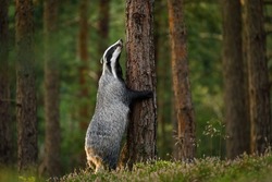 Badger's hug. European badger, Meles meles, stands on back legs and sniffing tree cortex. Hungry beast looking for food in colorful pine forest. Sunny morning in wild nature. Wildlife autumn. Europe.