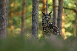 Owl at sunrise. Eurasian eagle owl, Bubo bubo, perched in moor in colorful pine forest. Beautiful owl with orange eyes and tufts. Wildlife scene from summer nature. Bird in natural habitat.