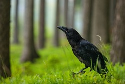 Raven in dark green forest. Young common raven, Corvus corax, also known as northern raven. Black bird looking for food in rotten stump. Feeding behaviour scene from nature. Bird wildlife in Europe