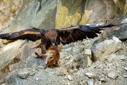 Eagle with caught fox. Golden eagle, Aquila chrysaetos, perched on rocks and tears killed red fox, Vulpes vulpes. Eagle with spread wings. Majestic hunter with prey in wild nature. Wildlife scene.