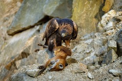 Eagle with caught fox. Golden eagle, Aquila chrysaetos, perched on rocks and tears killed red fox, Vulpes vulpes. Majestic hunter with prey. Wild nature. Wildlife scene. Habitat Europe, Asia, America.