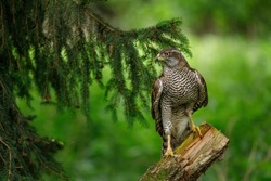 Hunting hawk in forest. Northern goshawk, Accipiter gentilis, perched on branch in spruce forest. Majestic raptor in wild spring nature. Beautiful noble bird with orange eyes. Hawk in natural habitat.