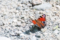 splendid Peacock butterfly (Inachis io) resting in the sun