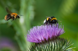 bumble bee on a purple blooming thistle