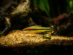 Denison barb (Sahyadria denisonii) isolated on a fish tank with blurred background