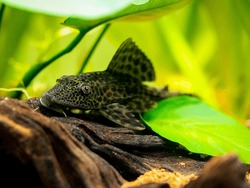 suckermouth catfish or common pleco (Hypostomus plecostomus) isolated in a fish tank with blurred background
