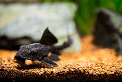 selective focus of a suckermouth catfish or common pleco (Hypostomus plecostomus) isolated in a fish tank with blurred background
