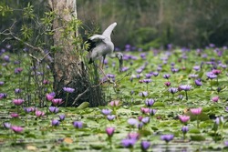 The white big bird in pink lotus pond of Rayong Botanical Garden, Rayong Province, east of Thailand.