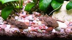 couple of Fish Ancistrus - Catfish in a home freshwater aquarium with a green Anubias plants