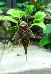 Fish Ancistrus on the glass of aquarium - Catfish in a home freshwater aquarium with a green Anubias plants and sand.