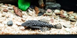 Fish Ancistrus - Catfish in a home freshwater aquarium with sand, stones and green Anubias plants