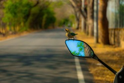 bird in rear-view mirror