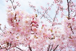 kawazu cherry blossoms in utunomiya
