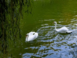 A pair of white swans swims on the lake. The life of a swan. Green water. River. Lake. Weeping willow