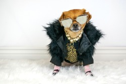 Cute dog wearing posh fancy outfit and sunglasses