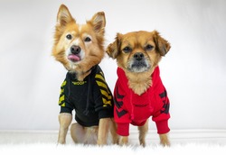 Two dogs wearing sweatshirts looking at camera on white background