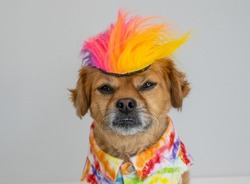 Funny dog wearing colorful wig and outfit