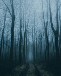 Scary forest path in the fog