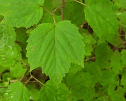 Maple-Leaved Viburnum (Viburnum acerifolium) Native North American Woodland Plant