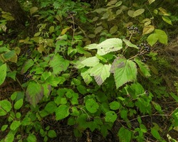 Maple-Leaved Viburnum (Viburnum acerifolium) Native North American Woodland Plant