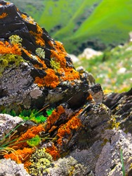 Rocks covered with Lichen. A rock on the mountain with moss and lichens. Green mountains on background. Lichen texture closeup.