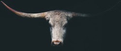 Dark Longhorn Cow