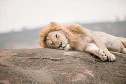 Lazy Lion on the Rock