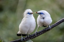 A couple of Bali myna (aka. Bali starling) birds perching on a tree branch and are about to kiss. This photo was taken at Hong Kong Zoological and Botanical Gardens.