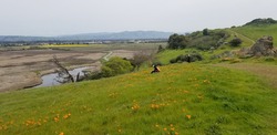 Hiker sits on poppy covered hills in spring time at Coyote Hills Regional Park near San Francisco