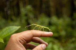 A green walking stick bug on top of a human hand