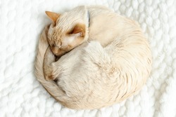 Home red point siamese cat (red) sleeps curled up on a white cozy plush blanket top view