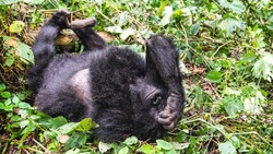 Silverback mountain lowland gorilla at Virunga National Park in DRC, Rwanda, Burundi and Uganda, giant gorilla lays on the ground and sleeping with closed eyes by hand, tired gorilla, closeup portrait