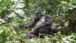 Giant silverback female mountain lowland gorilla  