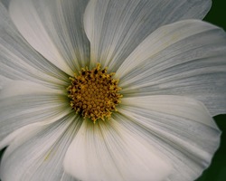 A stunning white cosmos flower.