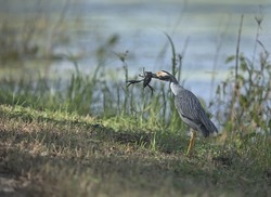 Yellow-crowned night heron caught a huge craw fish in the Texas swamp 