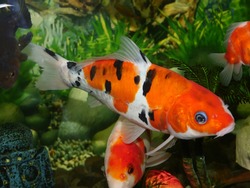 The beauty of goldfish makes the heart calm, makes the soul relax, Fish swim in very clear water, in a landscape aquarium water tank