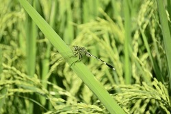 Rice plants in green rice fields have seeds but not many seeds are due to insect pests and wild birds
