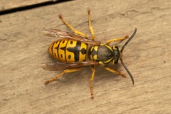 German yellowjacket, European wasp or German wasp (lat. Vespula  germanica), on a wooden board