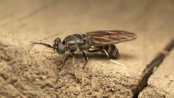 Black soldier fly (lat. hermetia illucens), on the wooden plank