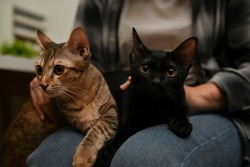 Adorable domestic tabby cat and black cat are laying on their female owner's lap in home living room.