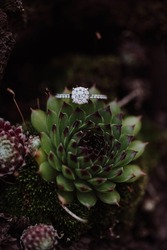 diamond ring on cactus, close up